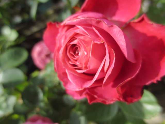田村一「薔薇」 𖡼.𖤣𖥧𖡼.𖤣𖥧⚘ * * * 我が家のバラの1番花は #ミニバラモカ