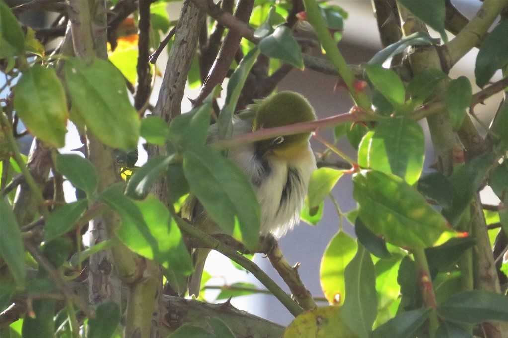 庭の鳥;蜜柑メジロ、仲良しメシロ、ジョウビタキ♂♀、シジュウカラ。 | 大分金太郎の花鳥蝶月 - 楽天ブログ