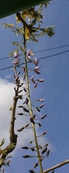 P4241013ふじ.jpg