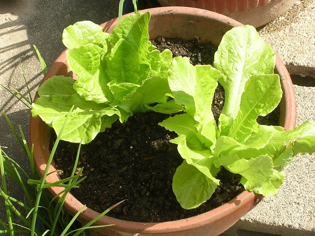 サラダ菜