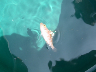 沖縄深海魚採集2013年4月11　イズハナダイ属（Plectranthias）の種
