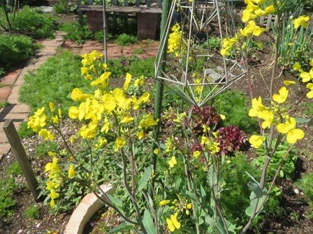 カキ菜の花とカレンデュラ ユキノシタ天ぷら一人ランチ 静かな時が流れる 風の庭 楽天ブログ