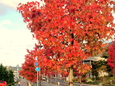 モミジバスズカケの紅葉