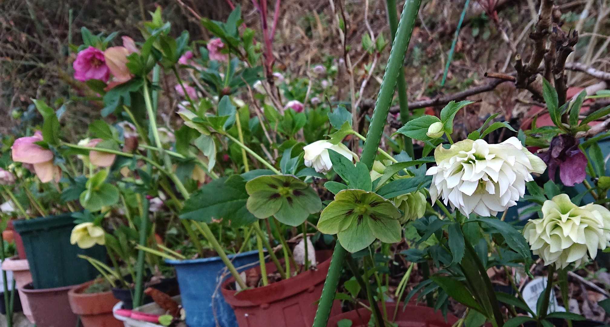 クリスマスローズ ぼちぼちピークかな 趣味は園芸だけれども 楽天ブログ