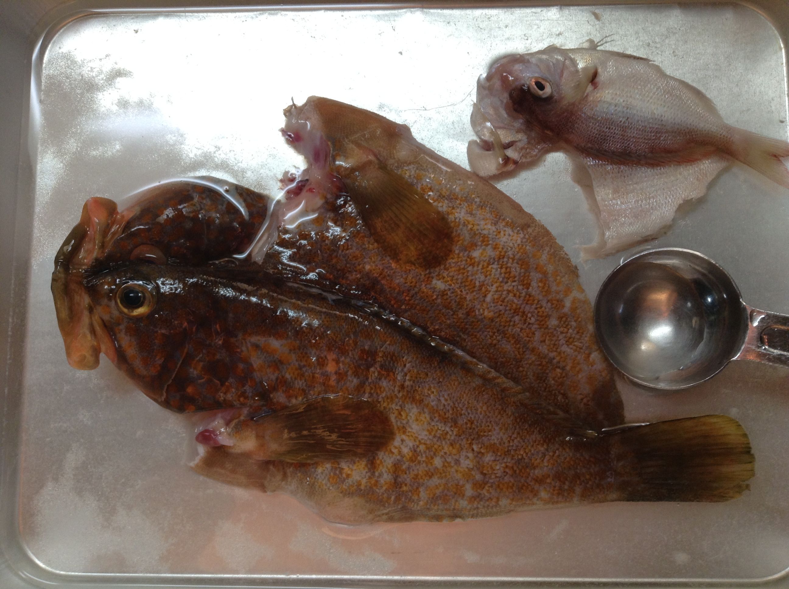 6ページ目の記事一覧 とある夫婦の釣れづれ日記 楽天ブログ