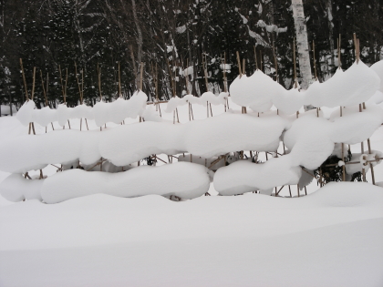 2016-01-12m-syaku.JPG