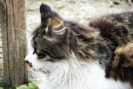 我が家のニャンコ♪2016/2/26-3