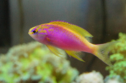2014_0715ｳﾐｲﾁｺﾞ､ﾍﾞﾝﾄﾗ0020.JPG