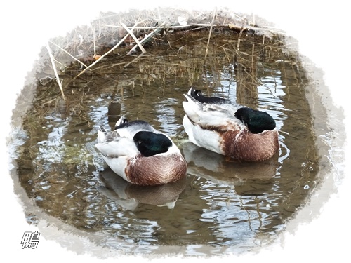 洗足池の野鳥たち