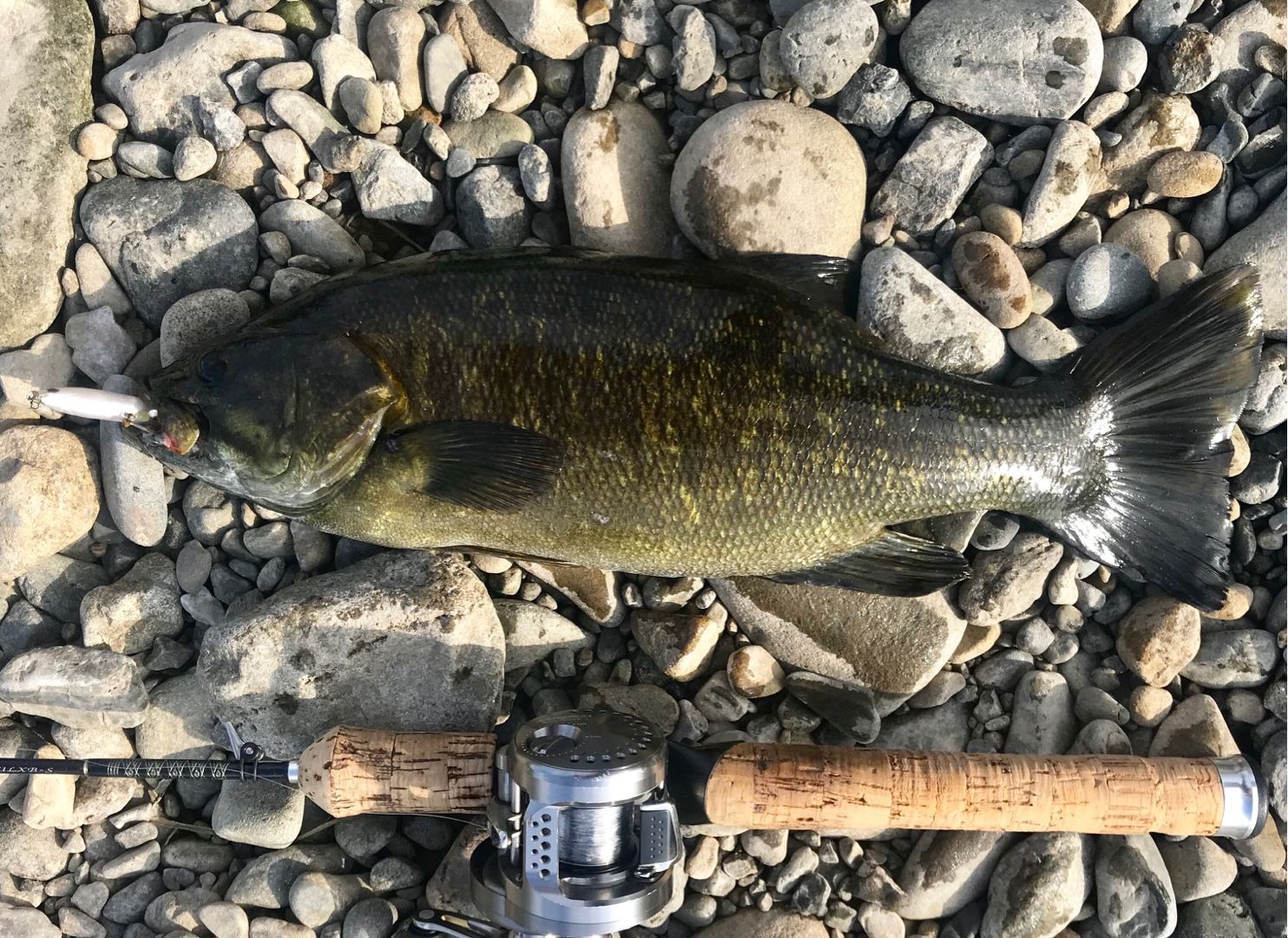 レッドペッパーマイクロ そりたく1967のブログ 楽天ブログ