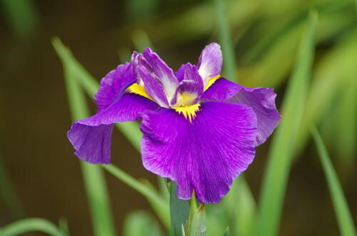 花菖蒲