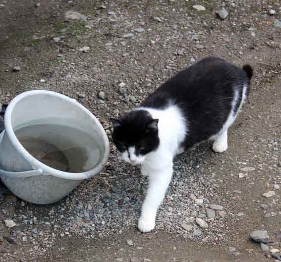 我が家のニャンコ♪2013/12/22-3