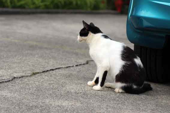 我が家のニャンコ♪2013/8/5-3