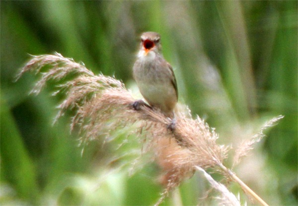 IMG_0487ヨシキリ.jpg