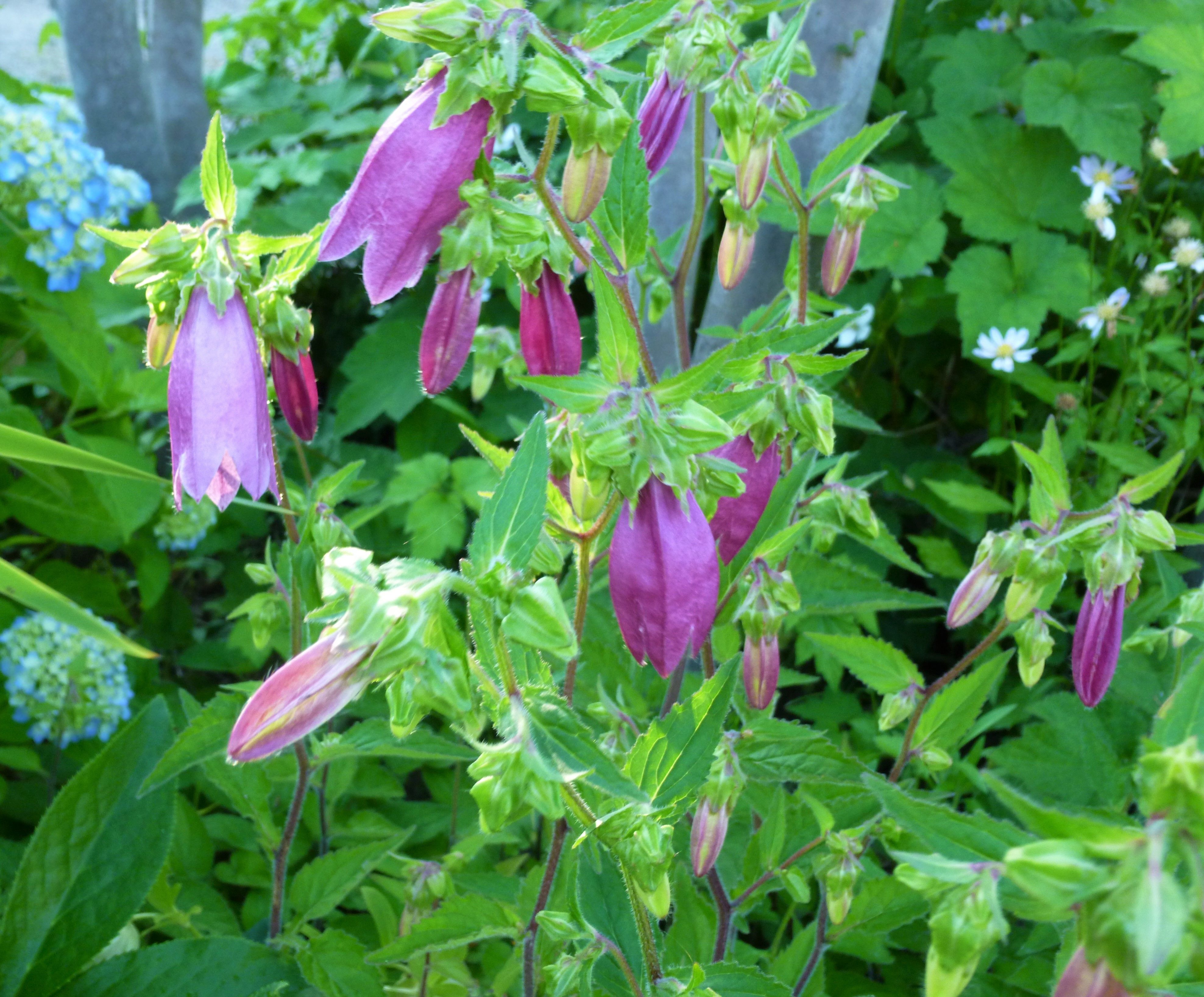 6月の雑草園 ふるふるハウスdiary 楽天ブログ