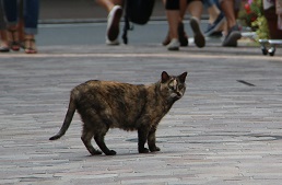 IMG_6771-6.jpg