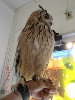 20150731_月島・フクロウのみせ04でかいのを腕に - コピー.JPG