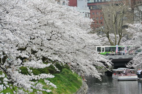 松川桜