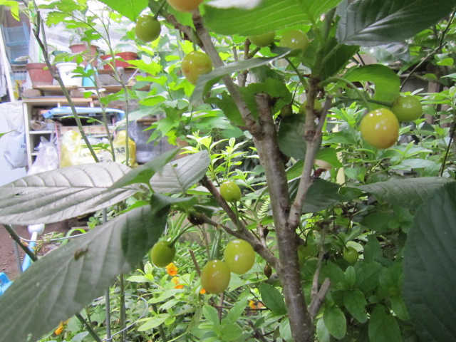20110526さくらんぼ.jpg