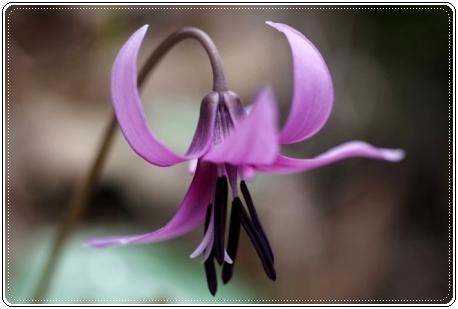 平栗-9 カタクリ-4 13.4.13