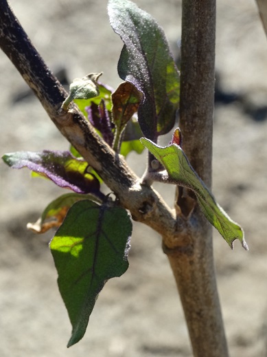茄子の芽1.JPG