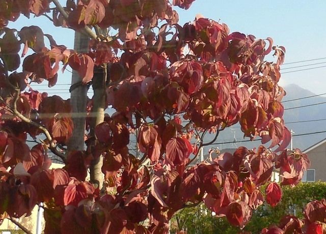 花水木が紅葉 花と蕎麦とリハビリと 楽天ブログ