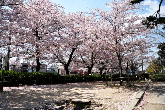 桜３