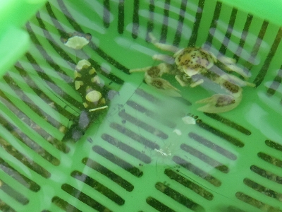 沖縄磯採集2013年5月下旬43　アカホシカニダマシ（Neopetrolisthes maculatus）とイソギンチャクエビ（Periclimenes brevicarpalis）