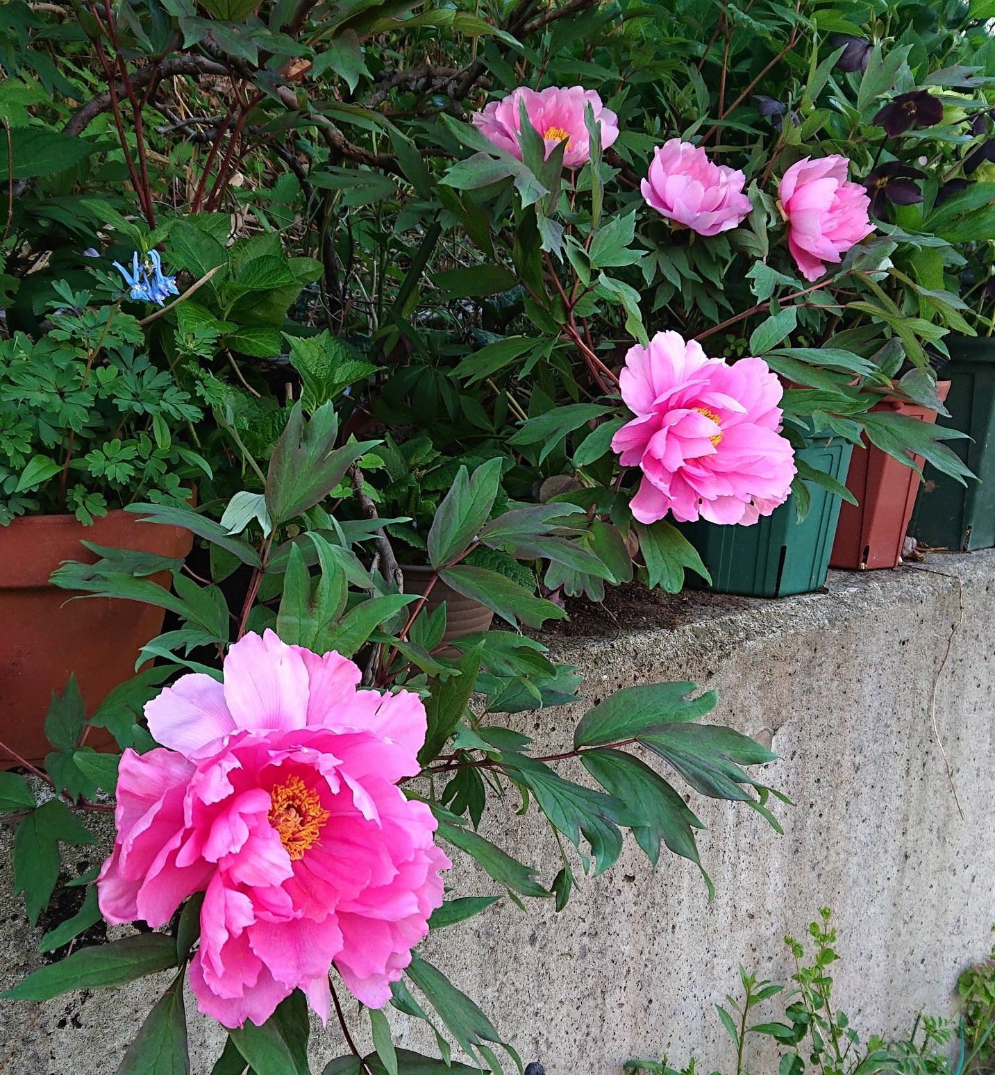 牡丹 八千代椿 咲きました 趣味は園芸だけれども 楽天ブログ