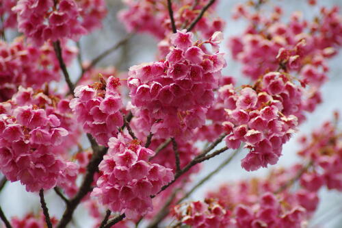 荏原神社の寒緋桜