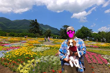 20170527カラフルなお花畑