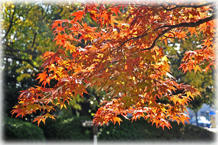 紅葉３