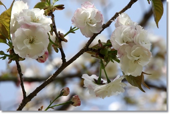 樹木公園-16 万里香 15.4.18