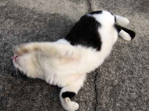 我が家のニャンコ♪2013/11/23-3