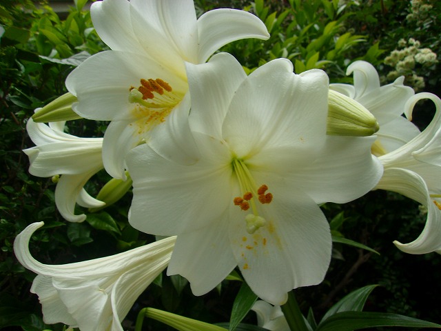 ユリの花.jpg
