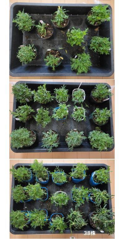 秋に準備した親株(一部に挿し芽株あり)