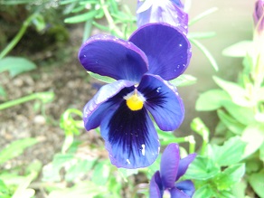 パンジー３
