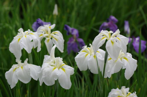 小石川後楽園の花菖蒲