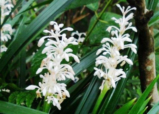 熨斗蘭の花 花と蕎麦とリハビリと 楽天ブログ