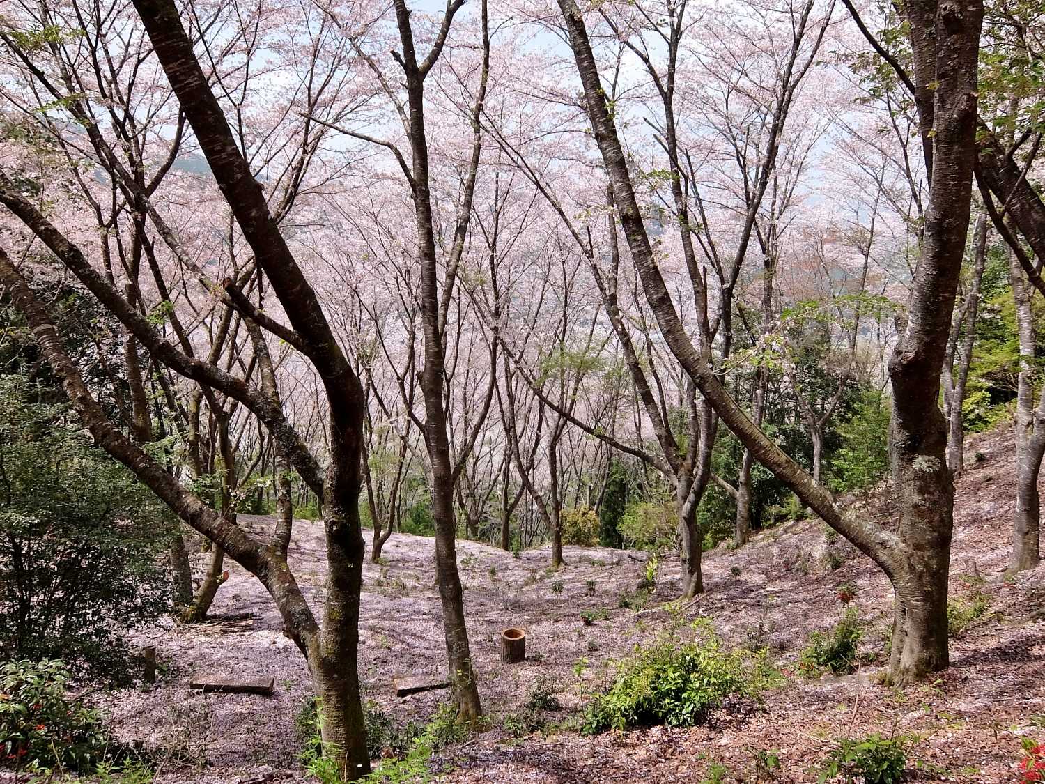 七越峰森林公園 本宮大社 桜 花見 和歌山 