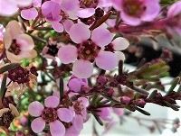誕生花のないアスターティア アスタルテア の花言葉 愛の告白 細い枝にびっしりと咲く 華美 な花 弥生おばさんのガーデニングノート 花と緑の365日 楽天ブログ