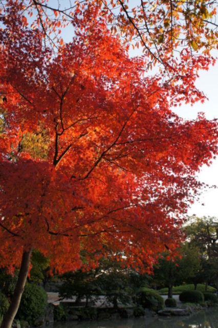 東寺紅葉２.jpg