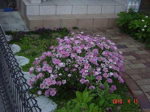 DSC01030近所の花.JPG