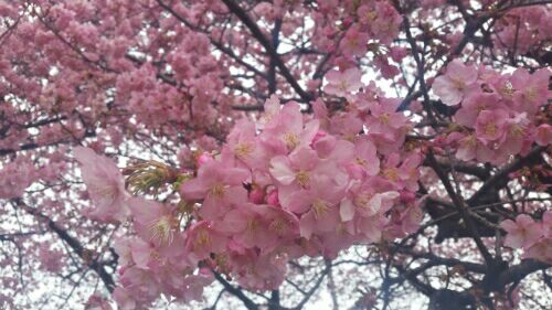 rblog-20160306235230-01.jpg