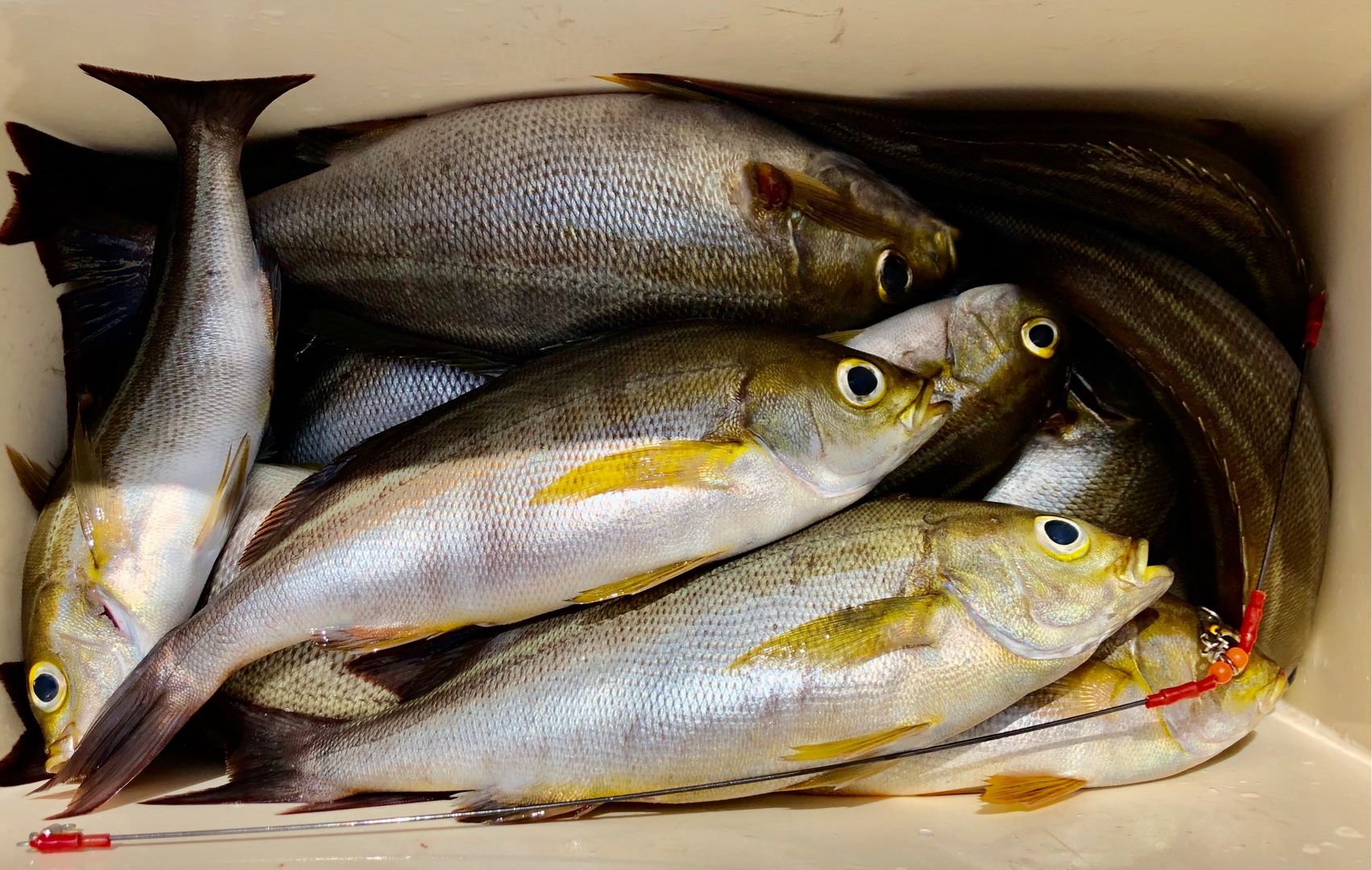 5月29日の釣果 保田港 国丸 楽天ブログ