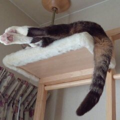 くつろぐ福ちゃん