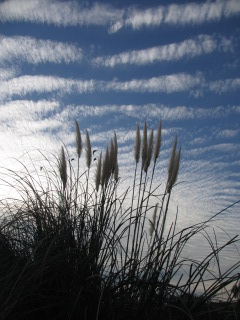 石神井公園パンパスグラス逆光と雲.JPG