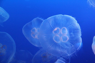 新江ノ島水族館