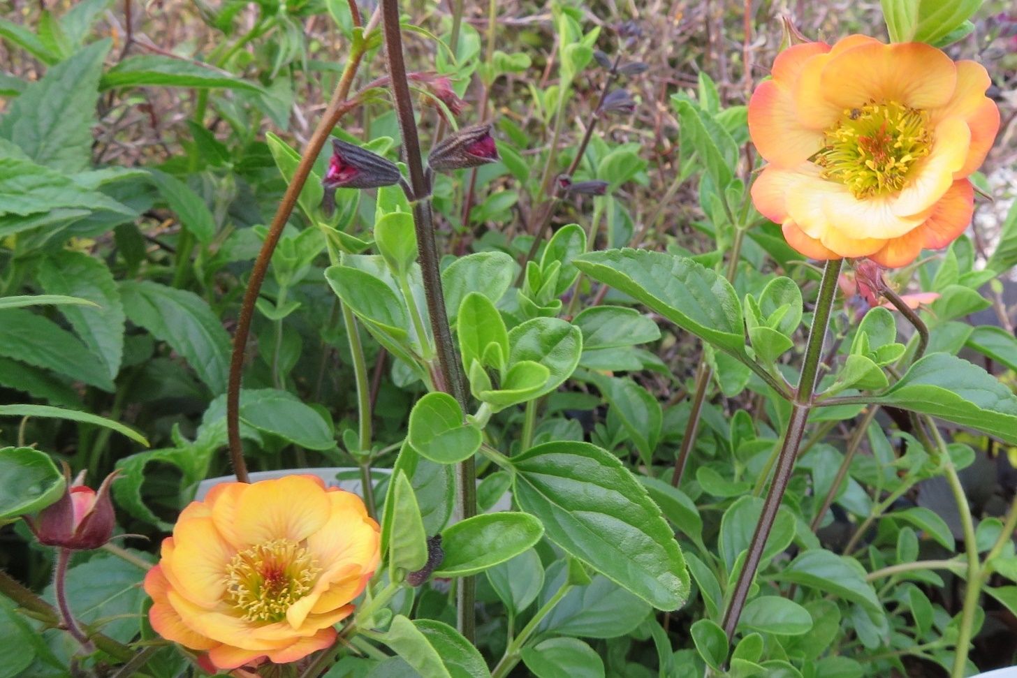 ジャンケン負けた 花はゲウム ノナ だい のひとりごと 楽天ブログ