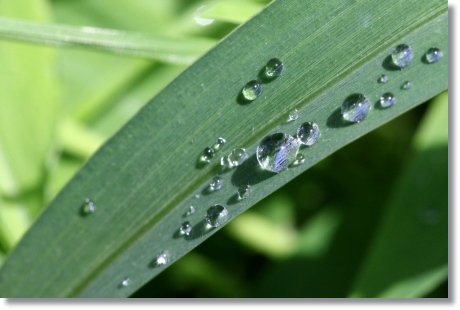 自宅の庭-6 水滴-6 14.5.27